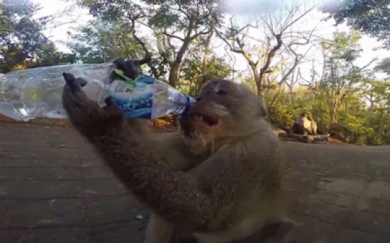 كيف سرق قرد زجاجة مياه من رجل؟