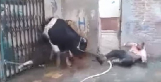 شاهد..  عجل ضخم ينتقم من جزار حاول ذبحه