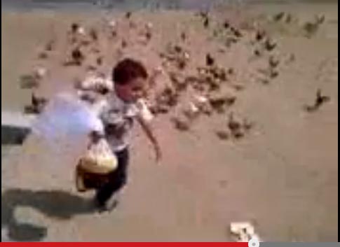 طفل خائف من الدجاج