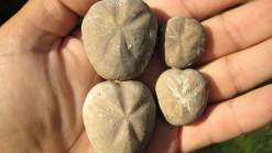 العثور على حيوانات متحجرة عمرها 400 مليون سنة