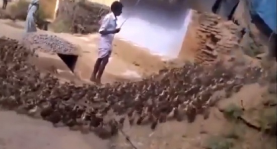 عجائب و غرائب الطيور