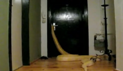 أفعى تفتح أبواب المنزل