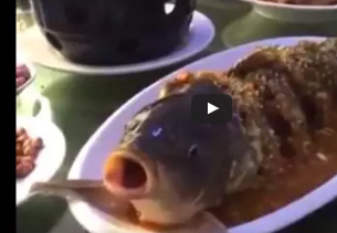 شاهد.. سمكة ترفض الموت بعد طهيها وتحتسي الكحول