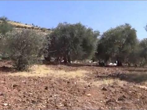 قطف الزيتون بسوريا.. مواجهة مع الموت قطف الزيتون بسوريا.. مواجهة مع الموت