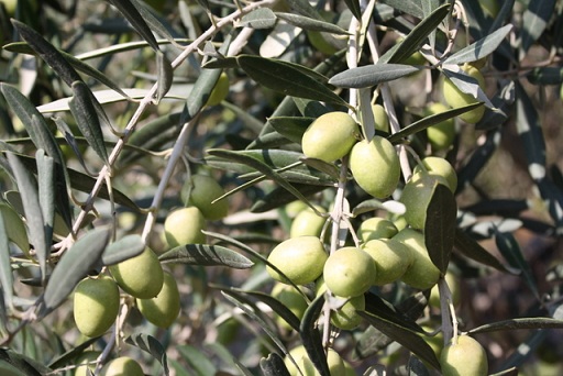 منتسبو هيئة كلنا الاردن يساعدون بقطاف الزيتون