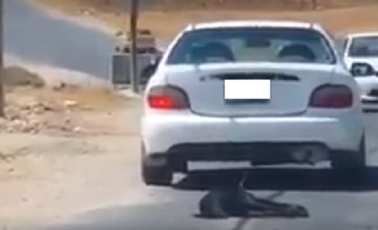 بالصور :سائق يسحل كلبا خلف سيارته بعمان بالصور :سائق يسحل كلبا خلف سيارته بعمان