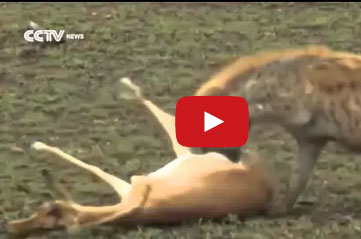 براعة غزال في التمثيل تنقذه من فكي ضبع ونمر