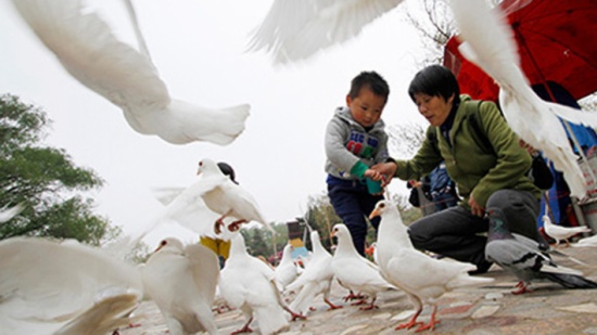 الشرطة الصينية تفتش 10 آلاف حمامة سيتم إطلاقها في عيد الجمهورية