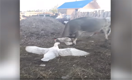 فيديو طريف.. شجار بين بقرة وإوزَّة على الطعام!