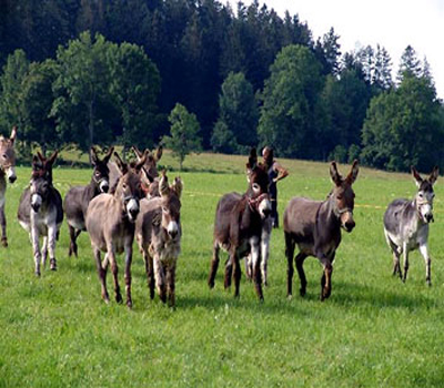 إنقاذ مجموعة "حمير" من مائدة الطعام