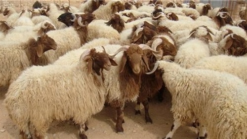 توفر المراعي بالرويشد يشجع أصحاب المواشي على القدوم إليها