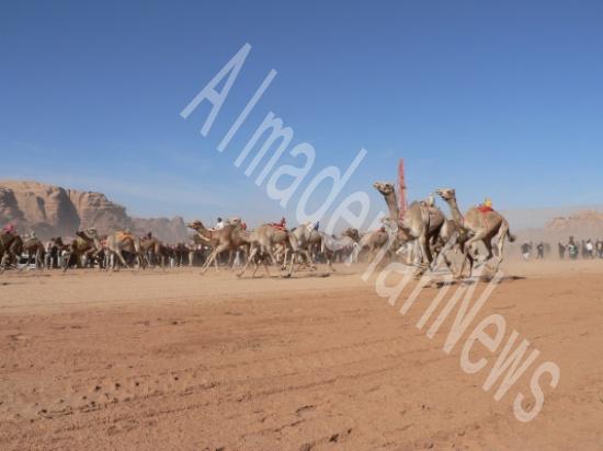 تنظيم مهرجان الشيخ زايد للهجن الاثنين المقبل في وادي رم