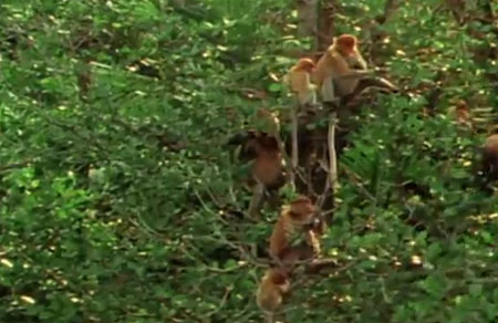 عالم القرود