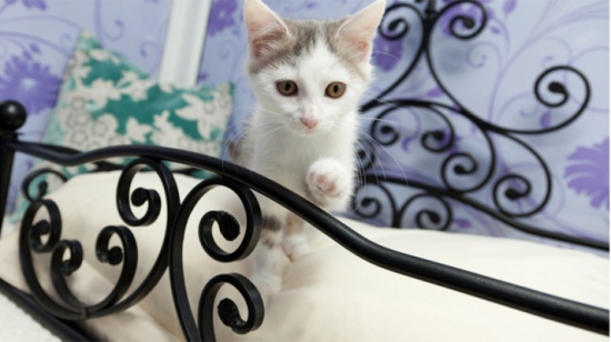 بالصور.. سائق خاص وأجنحة فارهة في أول فندق للقطط ببريطانيا