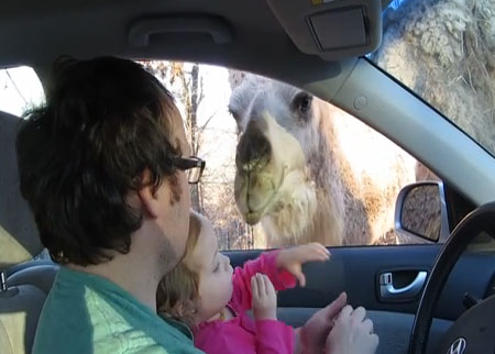 جمل يلاطف طفلة