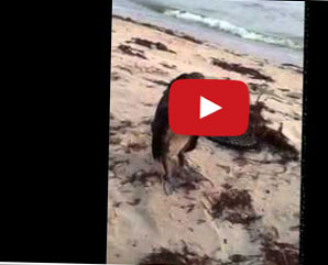 يخيف طائراً نائماً على الشاطئ