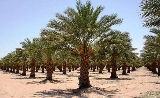 دعوة مزارعي النخيل لمراقبة الاشجار ومكافحة الافات دعوة مزارعي النخيل لمراقبة الاشجار ومكافحة الافات