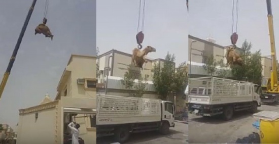 فيديو: مواطن يستعين بـ رافعة لوضع ناقته على سطح منزله فيديو: مواطن يستعين بـ رافعة لوضع ناقته على سطح منزله