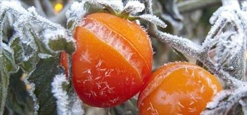 تأثر بعض الزراعات في الاغوار الشمالية والوسطى بالصقيع