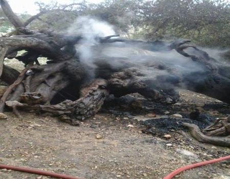 الأغوار الشمالية : احتراق جذوع شجرة عمرها 800 عام الأغوار الشمالية : احتراق جذوع شجرة عمرها 800 عام