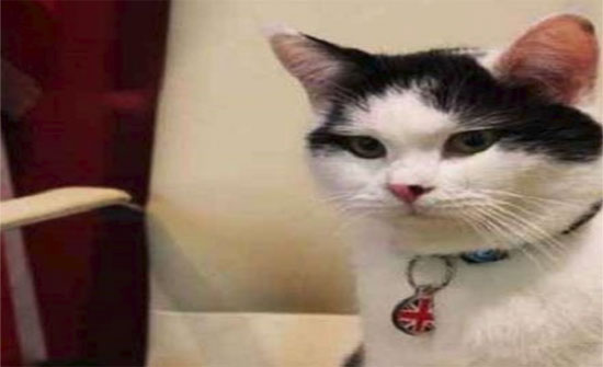 سفارة بريطانيا في عمّان تمنح منصبا "مهما" لقط أردني سفارة بريطانيا في عمّان تمنح منصبا "مهما" لقط أردني
