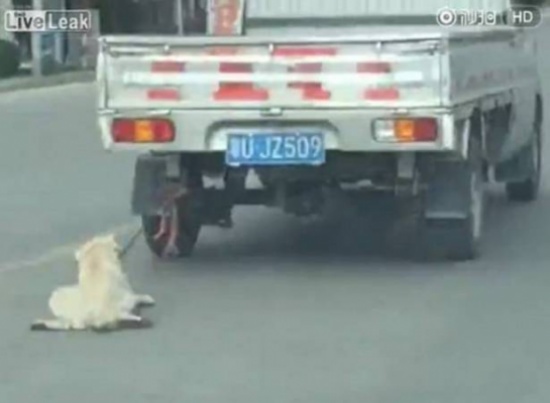 فيديو: ربط الكلب في مؤخرة سيارته وسحبه على بطنه في الشوارع!