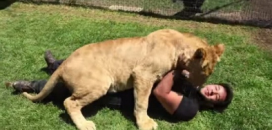 شاهد.. أنثى أسد تحتضن وتقبل رجلاً تبناها لفترة