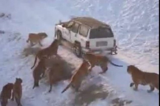 شاهد... شاب حاصره 14 نمراً.. لن تصدق ماذا فعل!!