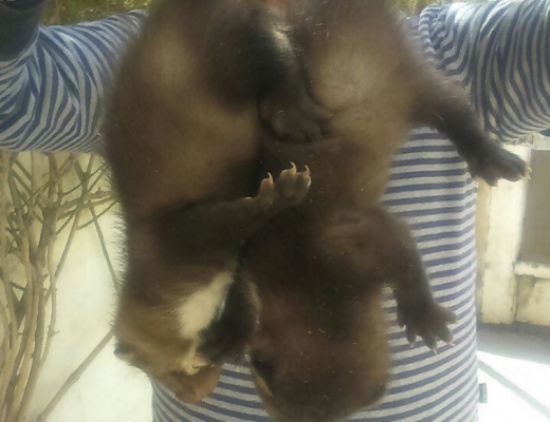 حيوانات غريبة تثير هلع المواطنين في إربد..صور