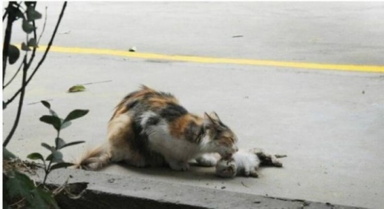 صور| قطة تحاول إنعاش صغيرها بعد قتله بوحشية في الشارع