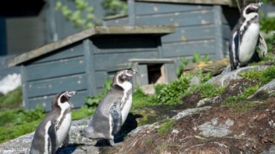النرويج.. حملة أمنية محمومة بحثا عن 3 بطاريق