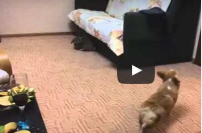 شاهد.. كلب يحاول إقامة علاقة صداقة مع أرنب