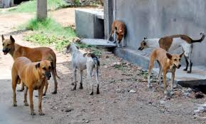 الكلاب المسعورة تهاجم مواطنين في عجلون