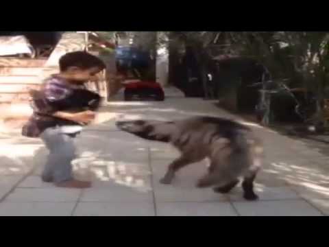 شاهد: طفل عراقي ينقذ قرد صغير من هجوم ضبع