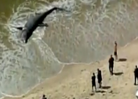 قرش عملاق ينجرف الى الشاطيء