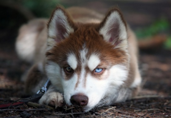 كازاخستاني يقتل ذئباً خنقاً بيديه