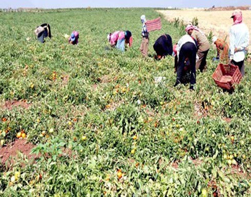 مزارعو المفرق يعانون عدم امكانية تصدير محصول البندورة مزارعو المفرق يعانون عدم امكانية تصدير محصول البندورة