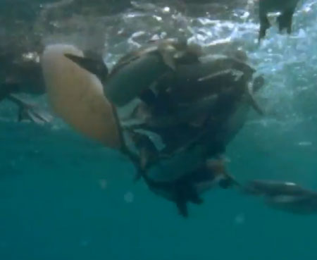 البطريق والبجع