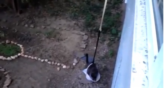 قط يدخل المنزل رفعا