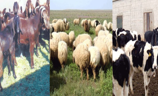 الوطني الزراعي ينفذ مشروع استخدام شجر الصفصاف