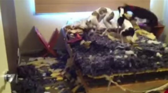 شاهد... 3 كلاب سلوقية وقحة