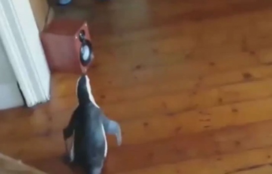 بطريق يقتحم مطعمًا