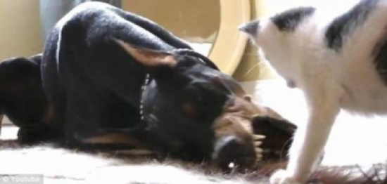 شاهد..  كلب يلتقط قطة بأقوى معركة في العالم!