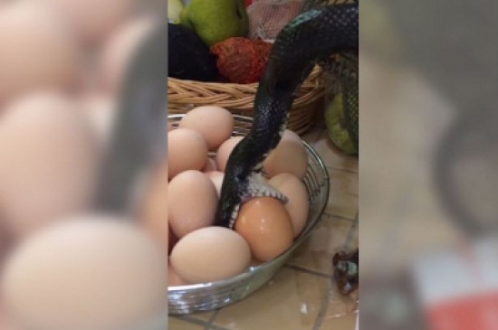 ثعبان يحاول ابتلاع بيضة في المطبخ