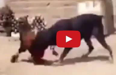 ديك شجاع يواجه كلبا