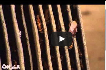 بالفيديو .. صيني يمتلك مزرعة صراصير في أمريكا