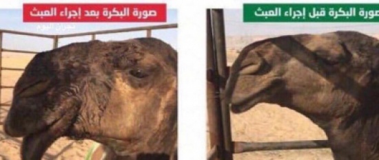 ضبط طبيب بيطري يجري عمليات تجميل للإبل في السعودية ضبط طبيب بيطري يجري عمليات تجميل للإبل في السعودية