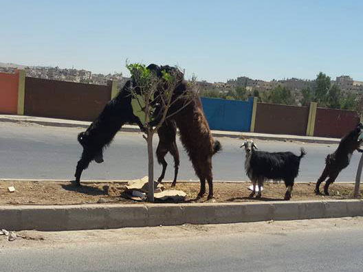 الرصيفة : البلدية تزرع .. و" الحلال " تأكل ( صورة )