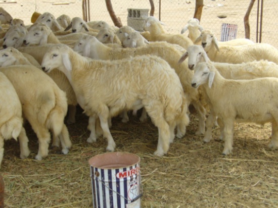 650 الف اضحية في الاسواق الاردنية 650 الف اضحية في الاسواق الاردنية