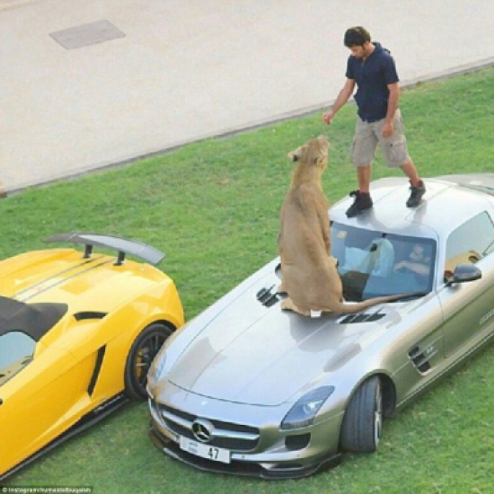 بالصور.. الأسود والنمور رمز للثراء في الخليج بالصور.. الأسود والنمور رمز للثراء في الخليج